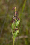 Giant orchid